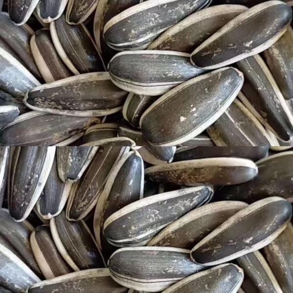 Inner Mongolia big Sunflower-seeds  363 High quality and cheap price