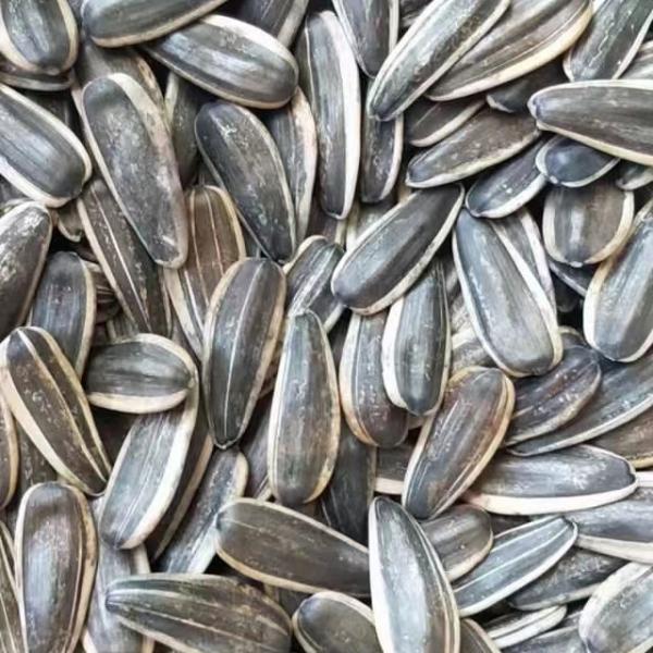 Raw Material Sunflower Seeds 361 Type Cheap Price and High Quality From China Factory
