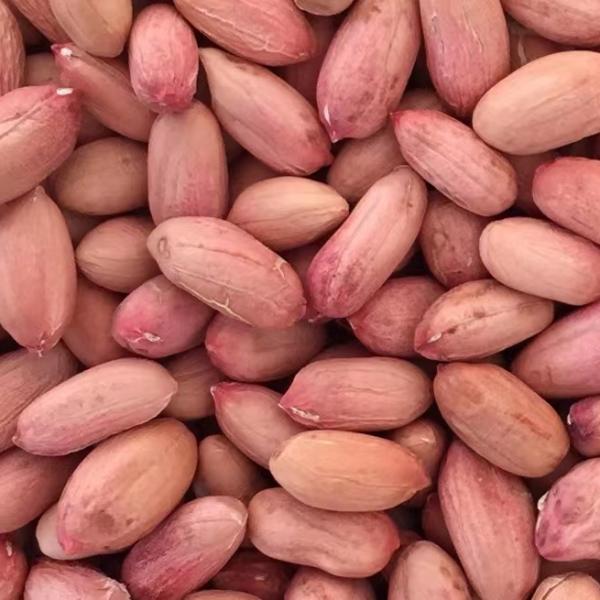 peanut kernel 24-28