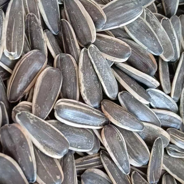 Inner Mongolia raw sunflower seeds new bulk original flavor fried wholesale 