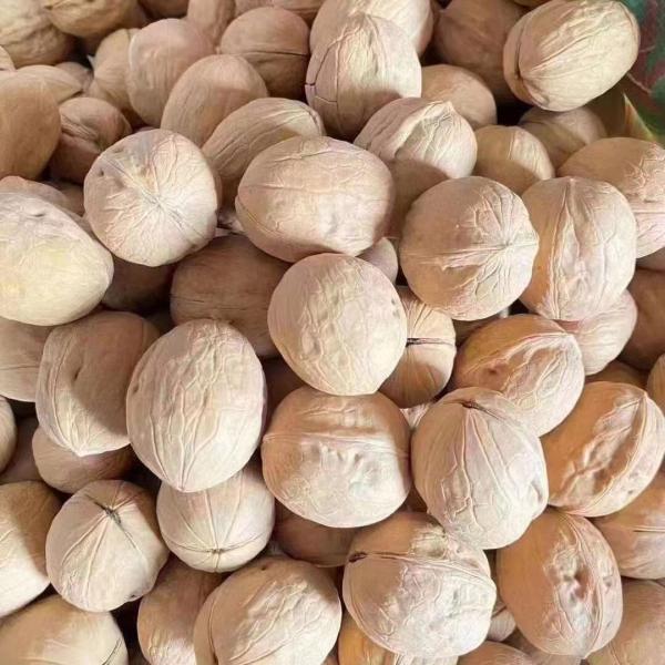 High Quality Organic Walnut Inshelled 33 Washed Dried Style Raw Processing Healthy 